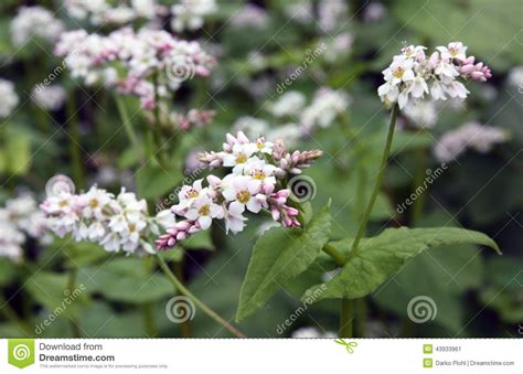 Flowering Buckwheat Field Stock Image Image Of Flower 43933961