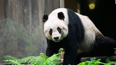 Worlds Oldest Panda Jia Jia Dies Cnn Video