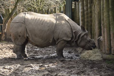 Chester Zoo 195 Greater One Horned Rhino Richard Southwell Flickr