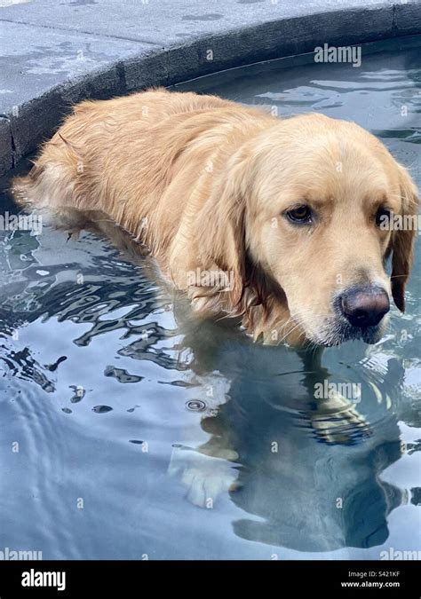 Can Golden Retriever Puppies Swimming