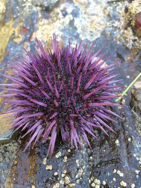 Purple Sea Urchin Snapshot Cal Coast 2016 Most Wanted Species Guide