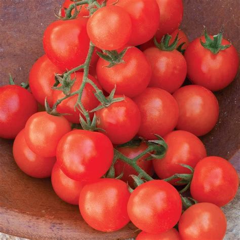 Burpee Sweetie Organic Heirloom Red Cherry Tomato