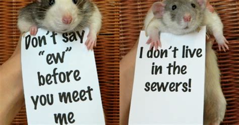 On World Rat Day Here Are 15 Things These Rodents Want You To Know