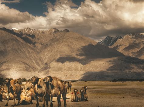 Leh To Ladakhs Moonscape The Nubra Valley Veena World