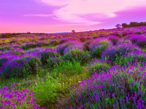 Nature Landscape Spring Meadow With Purple Flowers Sky Clouds