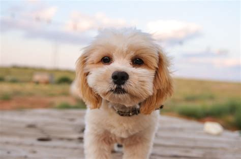 The most common shih poo puppies material is ceramic. Shih-Poo (Shih Tzu-Poodle Mix) Facts, Temperament, Training, Diet, Puppies, Pictures