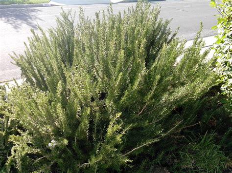 Rosemary Trailing 9cm Herb Plant Uk Garden