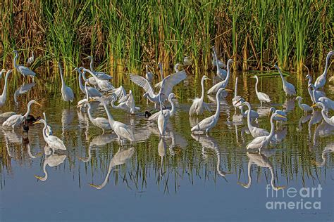 The Party Photograph By Dale Erickson Fine Art America
