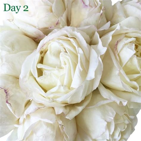 Creamy Ivory Peony Rose L Unique Wedding Flowers Wedding Flowers