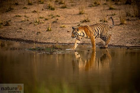 Tiger Photography In Bandhavgarh Indian National Parks