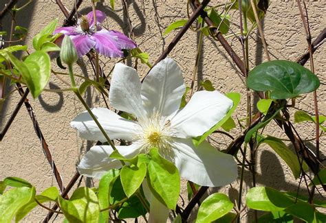 Check spelling or type a new query. Hummer's Delight: Clematis 'HENRYI'