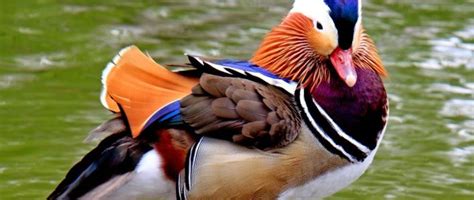 Ente is listed in the world's largest and most authoritative dictionary database of abbreviations and acronyms the free dictionary Mandarinente: Die Ente mit dem Prachtkleid - Das ...