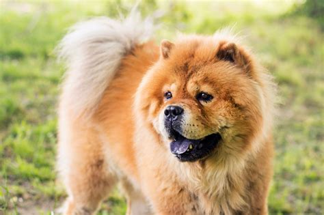 9 Dogs That Look Like Bears — Bear Dog Breed