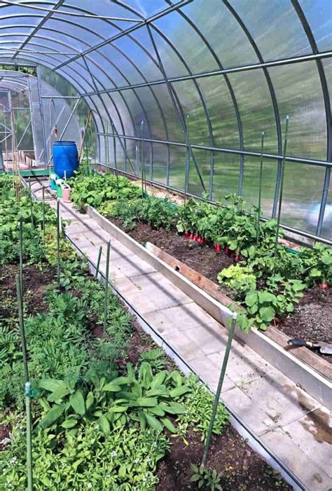 Can You Grow Vegetables Year Round In A Greenhouse Growing Vegetables