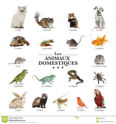 Poster Of Pets In French Stock Photo Image 39623013