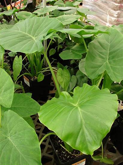 Alocasia Plant Propagation Plants Propagate Gardeningknowhow Adam