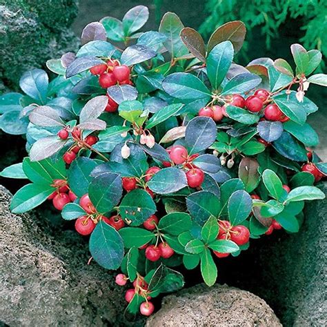 Cherry Berries Wintergreen Plant Gaultheria Teaberry Plants