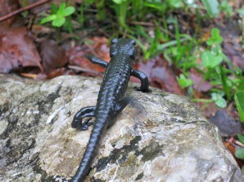 Scheue blicke, darauf bedacht, nicht zu verweilen. Ein Bergmandl (Alpensalamander). Die an Land tollpatschig ...