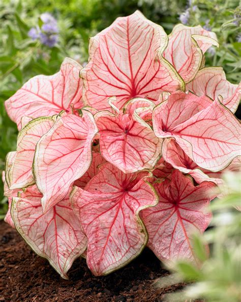 Caladium Florida Sweetheart Bulbs — Buy Angel Wings Online At