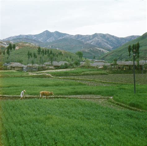 1960 South Korea ~ Rice Farming Rice Farming Somewhere In Flickr