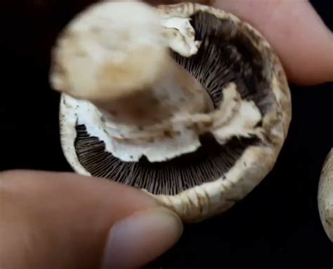 How To Tell If Mushrooms Are Bad Look For These Signs
