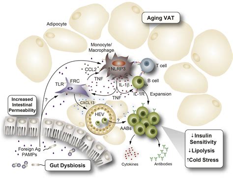 Adipose Tissue B Cells Come Of Age The Aabs Of Fat Inflammation Cell
