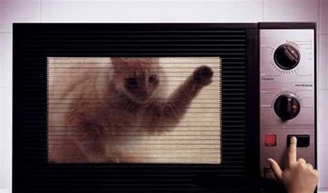 Seven Reasons To Put Your Cat In The Microwave Points In Case