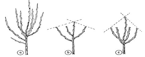 Und wann ist der richtige zeitpunkt, um apfelbäume und andere obstbäume zu beschneiden? Junge Obstbäume überwintern? Kirsche und Zwetschge ...