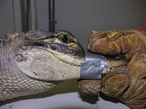 American Alligator #10-0111 | The Wildlife Center of Virginia