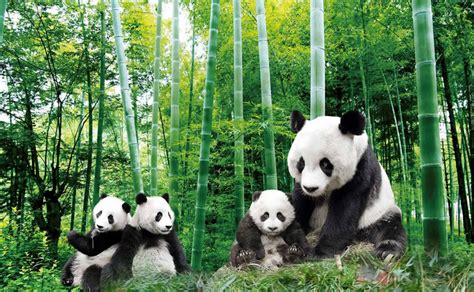 Bamboo Forest Pandas Aj Wallpaper