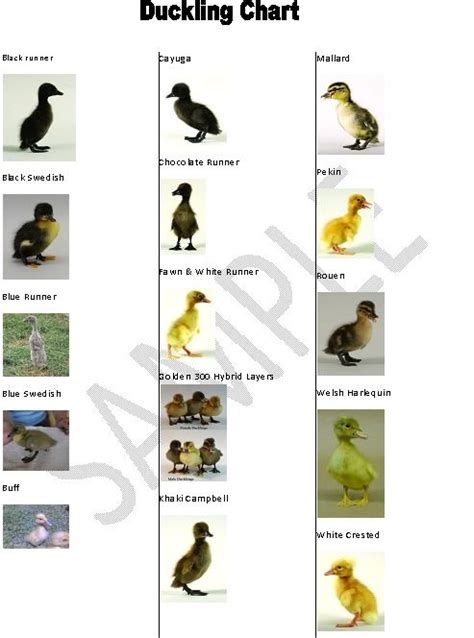 Baby Identify Charts Pet Ducks Duck Coop Duck And Ducklings