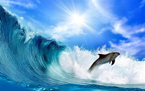 Dolphin Awesome HD Pictures, Images & Backgrounds (High Quality) – All