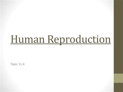 Ppt Human Reproduction Powerpoint Presentation Free Download Id9125053