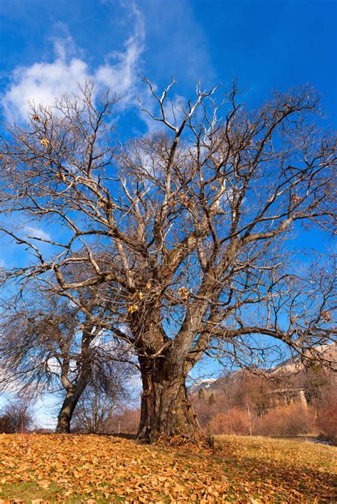 Chestnut Trees In Winter Stock Photo Image Of Leaf Bark 70024274