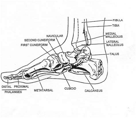 Images 05 Muscular System Basic Human Anatomy