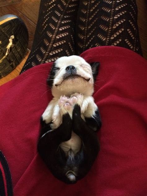 This Adorable Boston Terrier Puppy Will Make Your Day Squeeful Daily