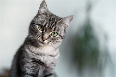 American Shorthair Eye Colors A Comprehensive Guide Cat Fans