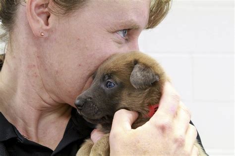 At Upstate NY prisons, inmates train puppies behind bars to change