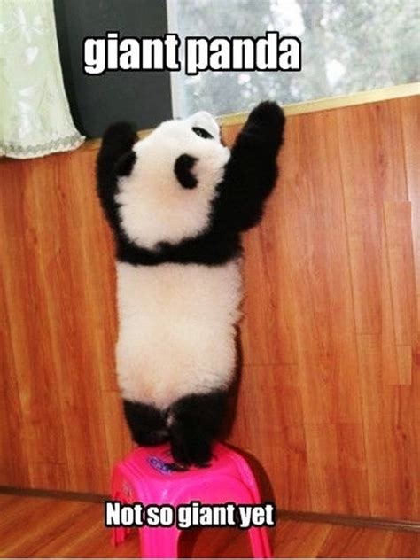 80 Amazing Panda Memes Funny Memes