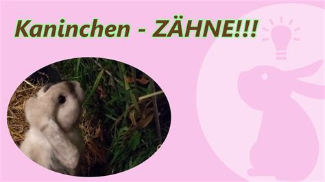 Grundstein für eine möglichst artgerechte haltung ist ein großer und. Kaninchen Zähne - Zwergkaninchen richtig füttern und in ...