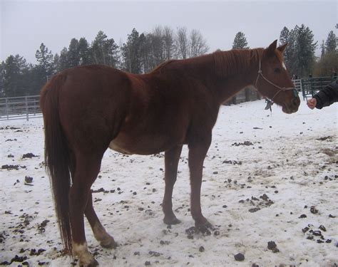 Clark County Group Takes In Horses In Huge Neglect Case In