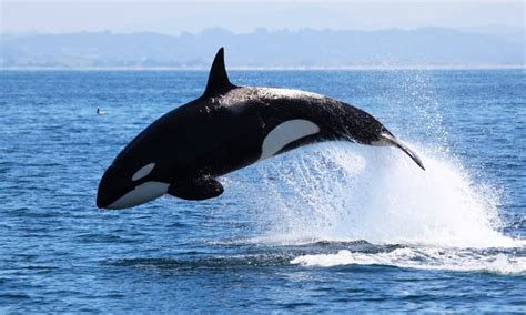 Orca Caracteristicas Especies Hábitat Y Alimentación
