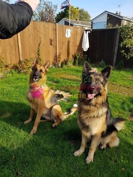 German shepherd dog puppy for sale near california, yucca valley, usa. King German Shepherd Puppies for sale in St Andrew ...