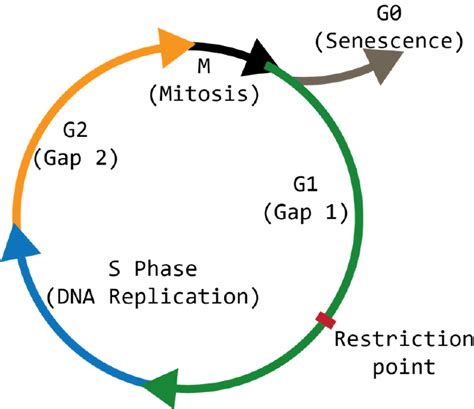 The Cell Cycle The Stages Of The Cell Cycle G1 S G2 M That Take