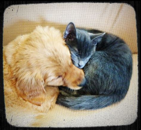 Puppies And Kittens Can Snuggle Cute Animals Kitten Love Puppies
