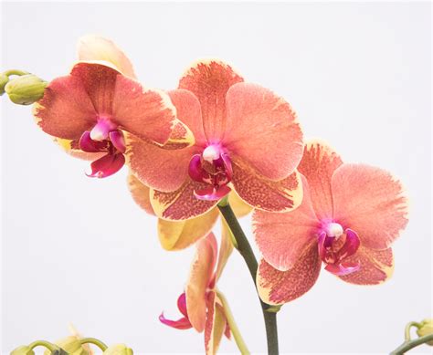 Orange Phalaenopsis Orchid B Tellys Greenhouse