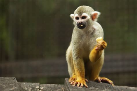 With hundreds of species, squirrels could compile a hefty survival traits list. The Free-spirited One: Can Squirrel Monkeys Be Kept as ...