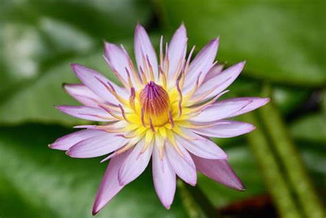 Purple Lily Free Photo Download Freeimages