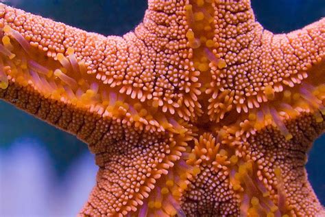 Red Sea Star Sea To Shining Sea Nature Photography Sea Animals