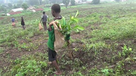 Catholic Church Linked To Uganda Child Labour Bbc News